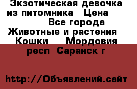 Экзотическая девочка из питомника › Цена ­ 25 000 - Все города Животные и растения » Кошки   . Мордовия респ.,Саранск г.